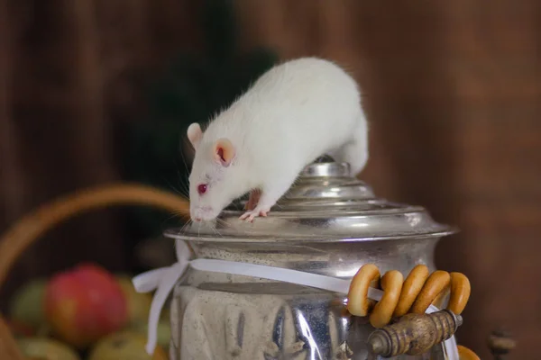 Rat Blanc Sur Samovar Avec Pain Rond Séché Kalachi Délicieux — Photo