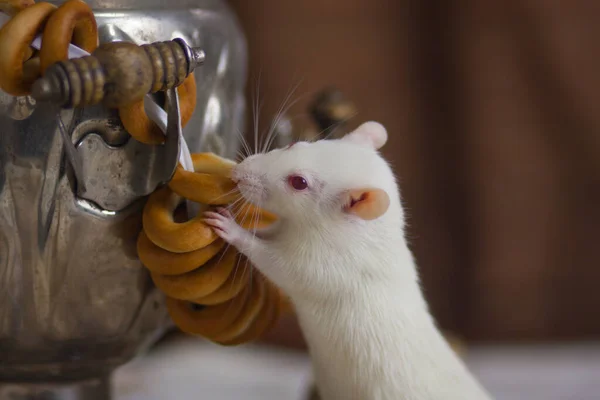 Witte Rat Een Samovar Met Rond Gedroogd Brood Kalachi Heerlijk — Stockfoto