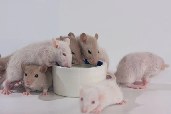 Råttor Vit Bakgrund Dryck Från Keramisk Kopp — Stockfoto