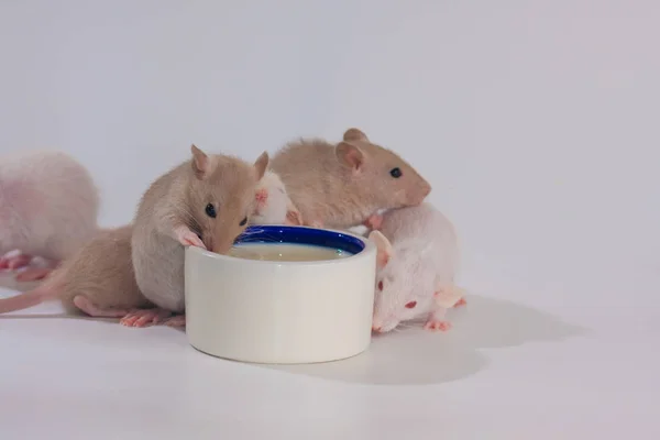 Ratten Een Witte Achtergrond Drinken Uit Een Keramische Beker — Stockfoto