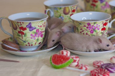 Çay ve tatlı bardaklarının arasında fareler