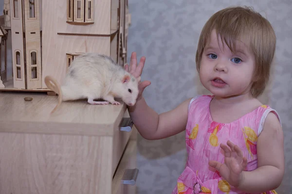 Fille Mignonne Petit Grand Rat Moelleux Avec Une Maison Poupée — Photo