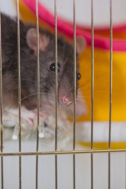 Kafesteki fare. Fare kafesin parmaklıklarından bakar.