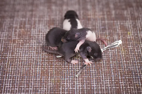Familia Baby Rat Duerme Juntos Balón Ratones Lindos —  Fotos de Stock