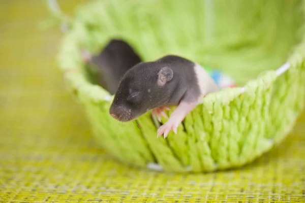 Famille Des Bébés Rats Dorment Ensemble Dans Une Boule Coupez — Photo