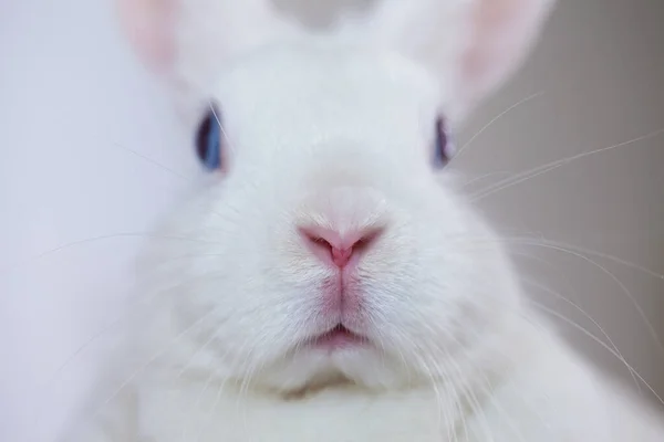 Funny Easter Bunny Big Nose — Stock Photo, Image