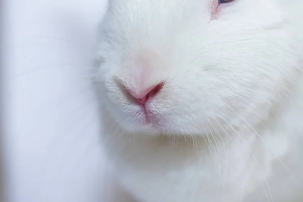 Funny Easter Bunny Big Nose — Stock Photo, Image