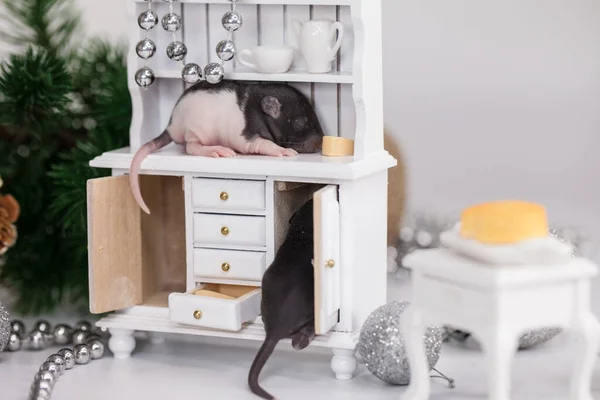 Kleine Kinder Ratten Auf Weißen Puppenmöbeln Niedliche Mäuse Mit Kleinen — Stockfoto