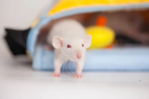 Patkány Táskában Kis Patkányok Másztak Egy Zsákba — Stock Fotó