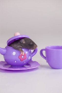 Fare küçük ve komik mor bir kasede