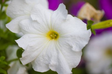 Yeşil çimen arka planında beyaz, güzel bir çiçek. Merhaba Bahar