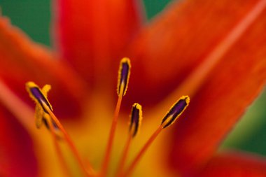 Turuncu çekirdek çiçek, yeşil çimen arka planda güzel. Merhaba Bahar