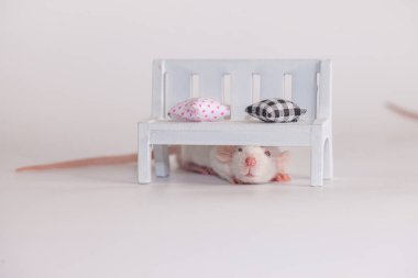 Fare bankın altında saklanıyor. Küçük sevimli fareler yastıkların altında