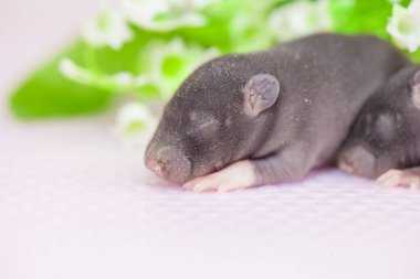 Beyaz arka planda yeni doğmuş siyah bir fare.