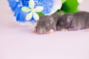 Beyaz bir arka planda parlak renkler arasında yeni doğmuş siyah bir fare.