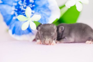 Beyaz bir arka planda parlak renkler arasında yeni doğmuş siyah bir fare.