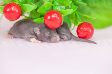 Beyaz bir arka planda parlak renkler arasında yeni doğmuş siyah bir fare.