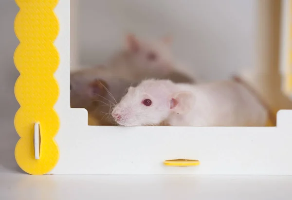 Råttan Huset Ljus Mus Som Gömmer Sig Ett Stort Osthus — Stockfoto