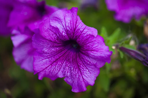 Фиолетовый Красивый Цветок Зеленом Фоне Травы Весна Хелло — стоковое фото