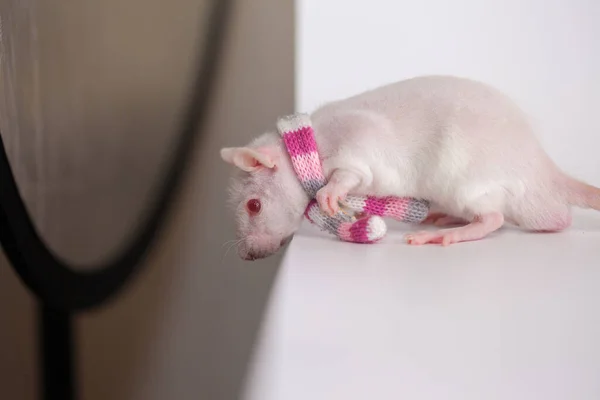 Escape concept. Laboratory rat in a pink scarf getting ready for the jump