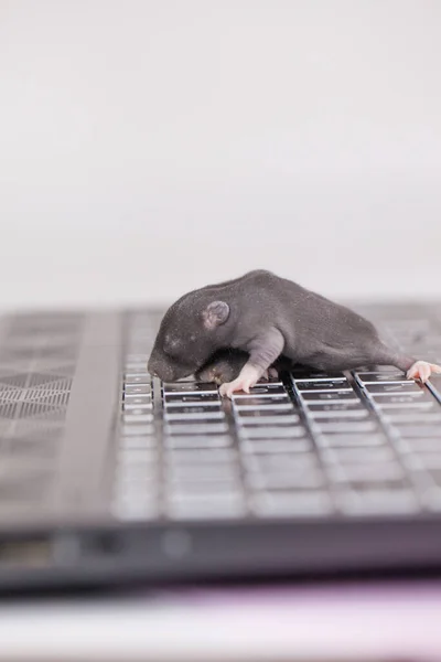 Szczur Komputerowy Mysz Hakerska Naciska Przyciski Komputera Cyfrowego — Zdjęcie stockowe