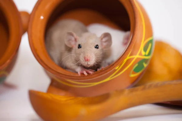 Cuisine Rat Petites Souris Dans Des Ustensiles Nourriture — Photo