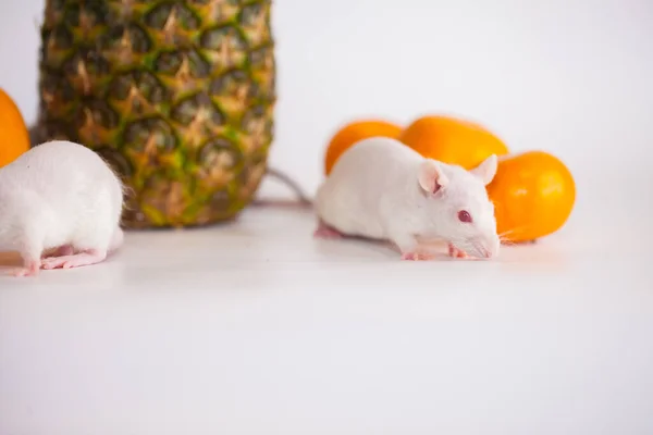 Cute rat with orange orange. Rodent mouse on a white background
