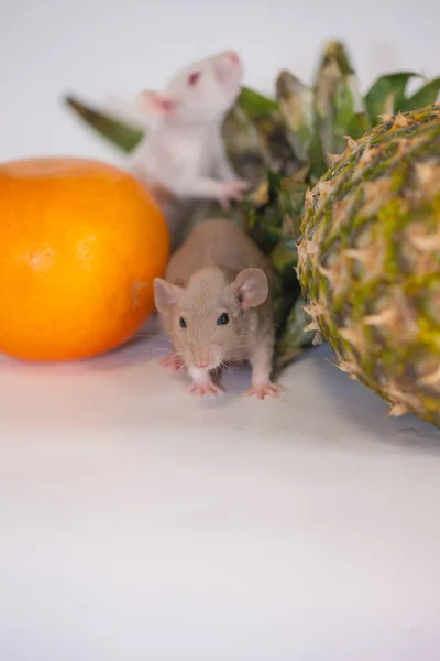 Niedliche Ratte Mit Orange Orange Nagetier Maus Auf Weißem Hintergrund — Stockfoto