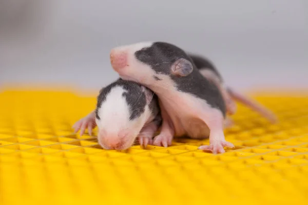 Des Bébés Rats Mignons Charmant Petit Animal Compagnie Sur Énorme — Photo