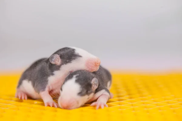 Ratos Bebés Giros Pequenos Animais Estimação Encantadores Enorme Pedaço Queijo — Fotografia de Stock