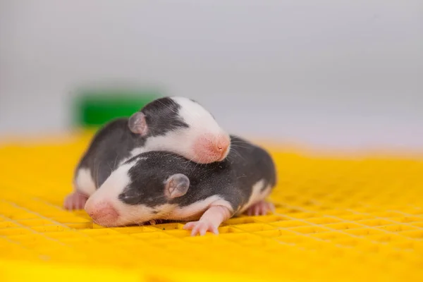 Ratos Bebés Giros Pequenos Animais Estimação Encantadores Enorme Pedaço Queijo — Fotografia de Stock