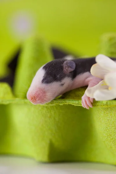 Des Rats Pâques Mignon Personnage Nouveau Pour 2020 Souris Sur — Photo