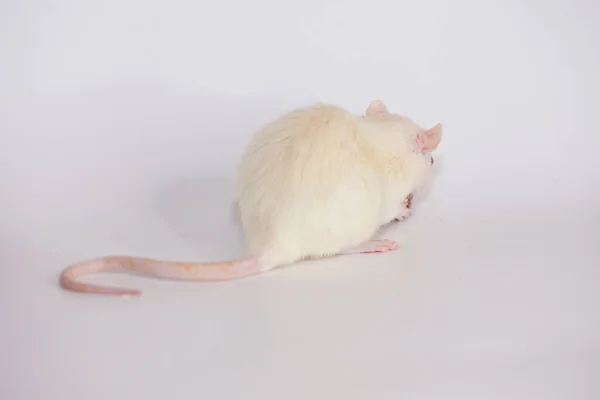 恨みの概念 白いネズミが背を向けて尾を見せた — ストック写真