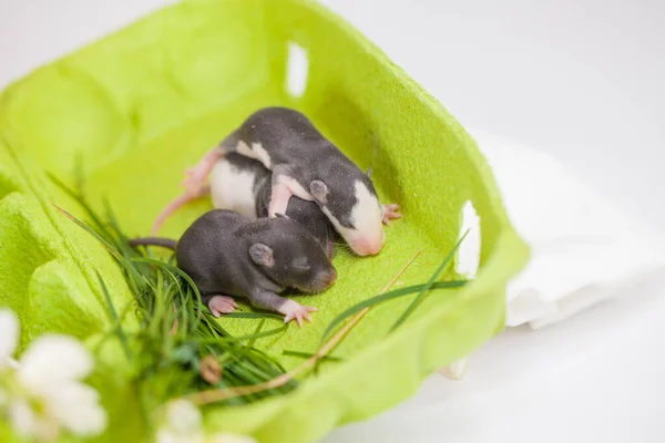 Rat Est Petit Enfant Jolie Petite Souris Rangée Dans Une — Photo