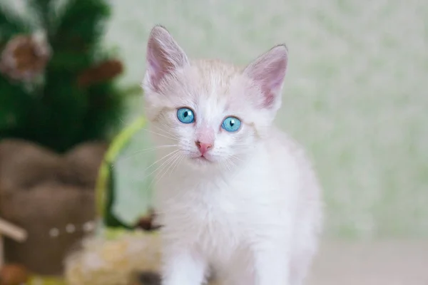 Niedliche Schneeweiße Katze Auf Weißem Hintergrund Kleines Blauäugiges Kätzchen Freut — Stockfoto