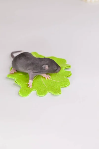 Ratte Ist Ein Kleines Kind Niedliche Ordentliche Kleine Maus Auf — Stockfoto
