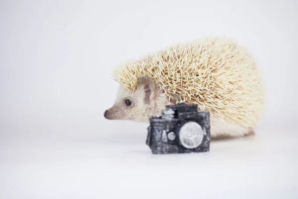 Bonito Ouriço Branco Neve Com Uma Câmera Fundo Branco — Fotografia de Stock