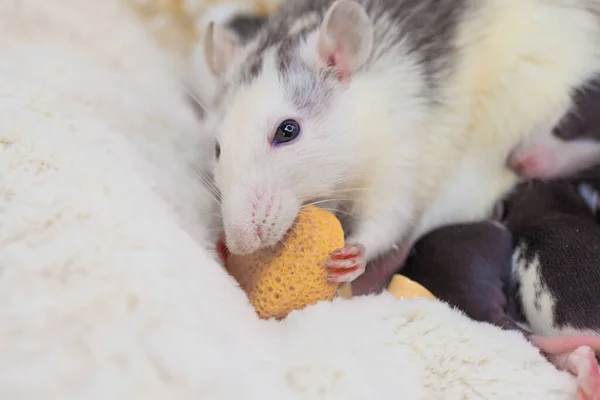 Cute Kids Rat Pieces Yellow Appetizing Cheese — Stock Photo, Image