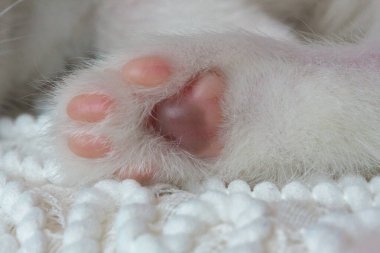 Pembe pençeli beyaz kediler