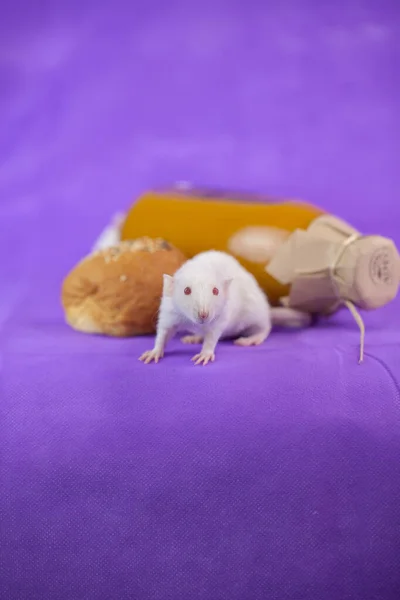 Cute szczur na fioletowym tle z — Zdjęcie stockowe