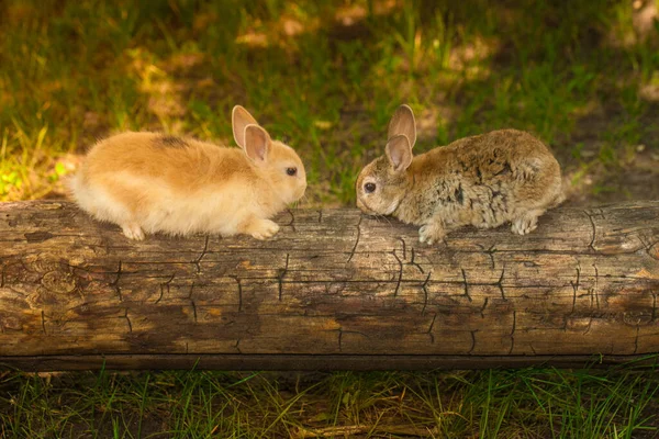 Cute królik siedzi na drewnianej kłody wśród zielonego trawnika — Zdjęcie stockowe