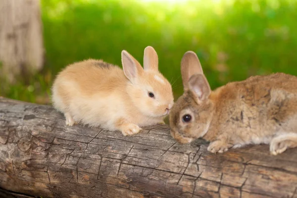 Bonito coelho senta-se em um tronco de madeira entre o gramado verde de — Fotografia de Stock