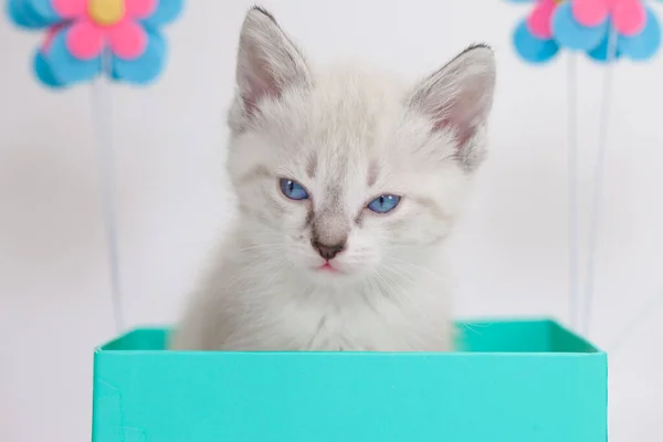 흰색에 청록색 상자가 있는 흰 고양이 — 스톡 사진