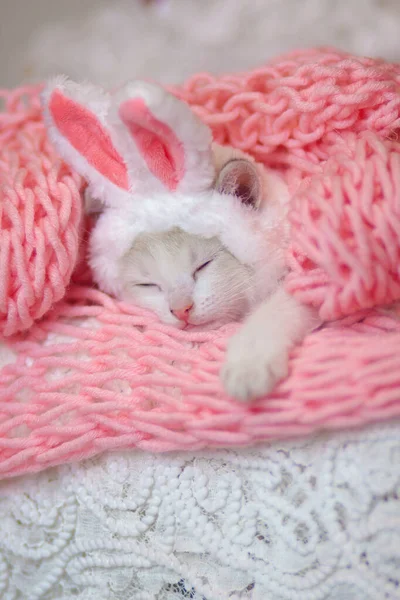 Kitty with bunny ears on pink fabric