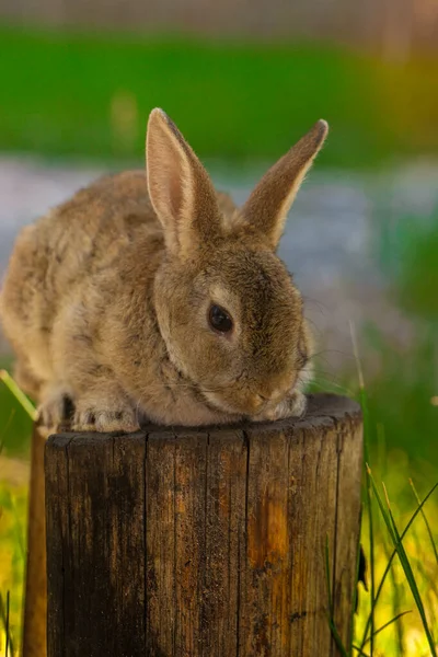 Cute królik siedzi na drewnianej kłody wśród zielonego trawnika — Zdjęcie stockowe