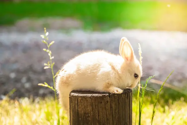 Cute królik siedzi na drewnianej kłody wśród zielonego trawnika — Zdjęcie stockowe