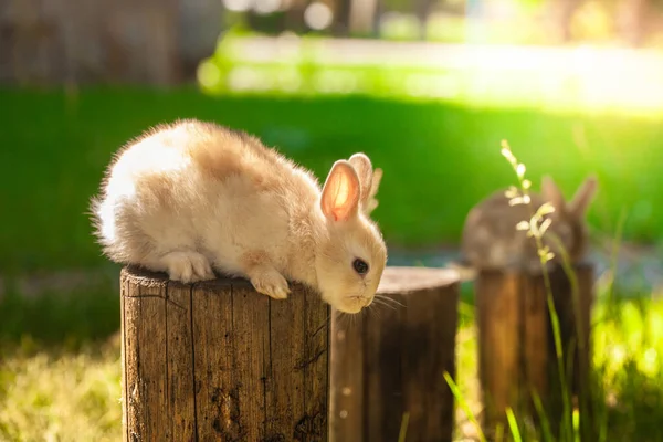 Bonito coelho senta-se em um tronco de madeira entre o gramado verde de — Fotografia de Stock