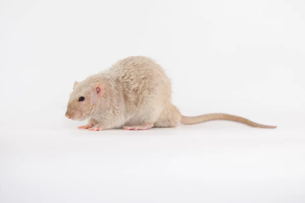 Große und charismatische Ratte auf einer weißen — Stockfoto