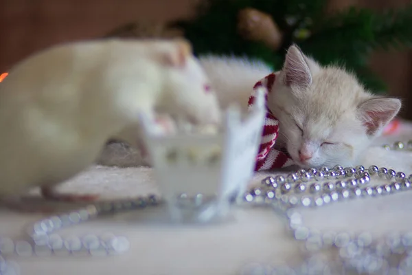 Weiße Katze schläft neben Ratte — Stockfoto