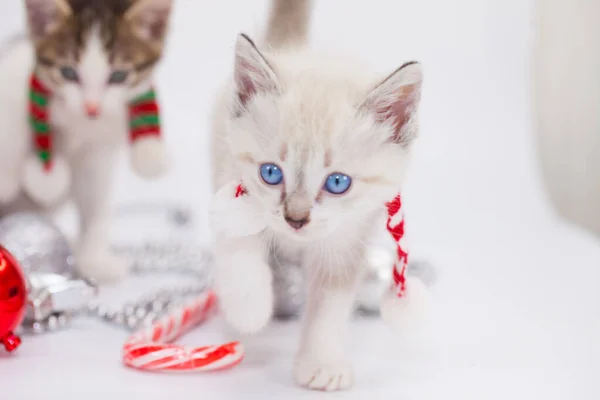 하얀 눈을 가진 밝은 고양이 — 스톡 사진